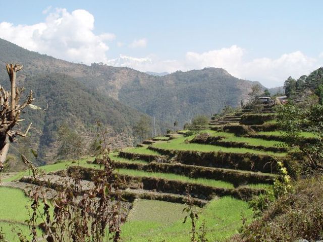 Annapurna II mit Reisfeldern am Hang.